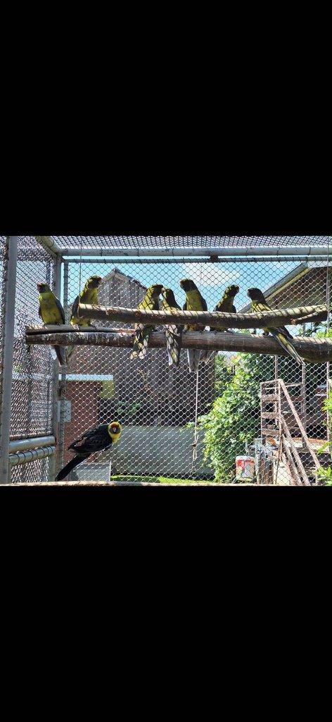 Rosela žlutobřichá