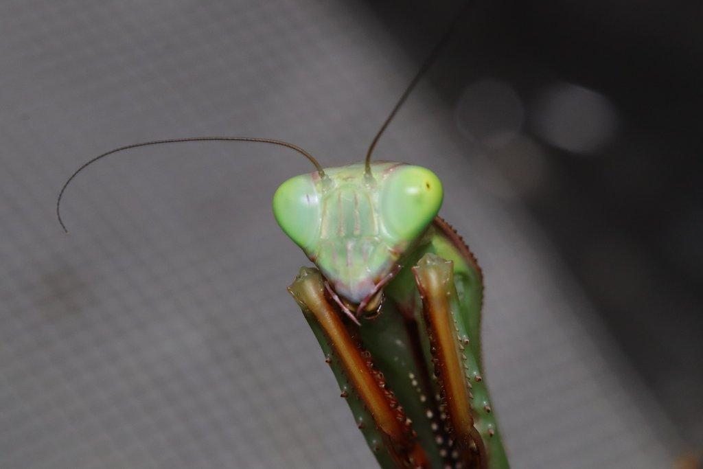 Prodám subadultni pár kudlanek Hierodula majuscula