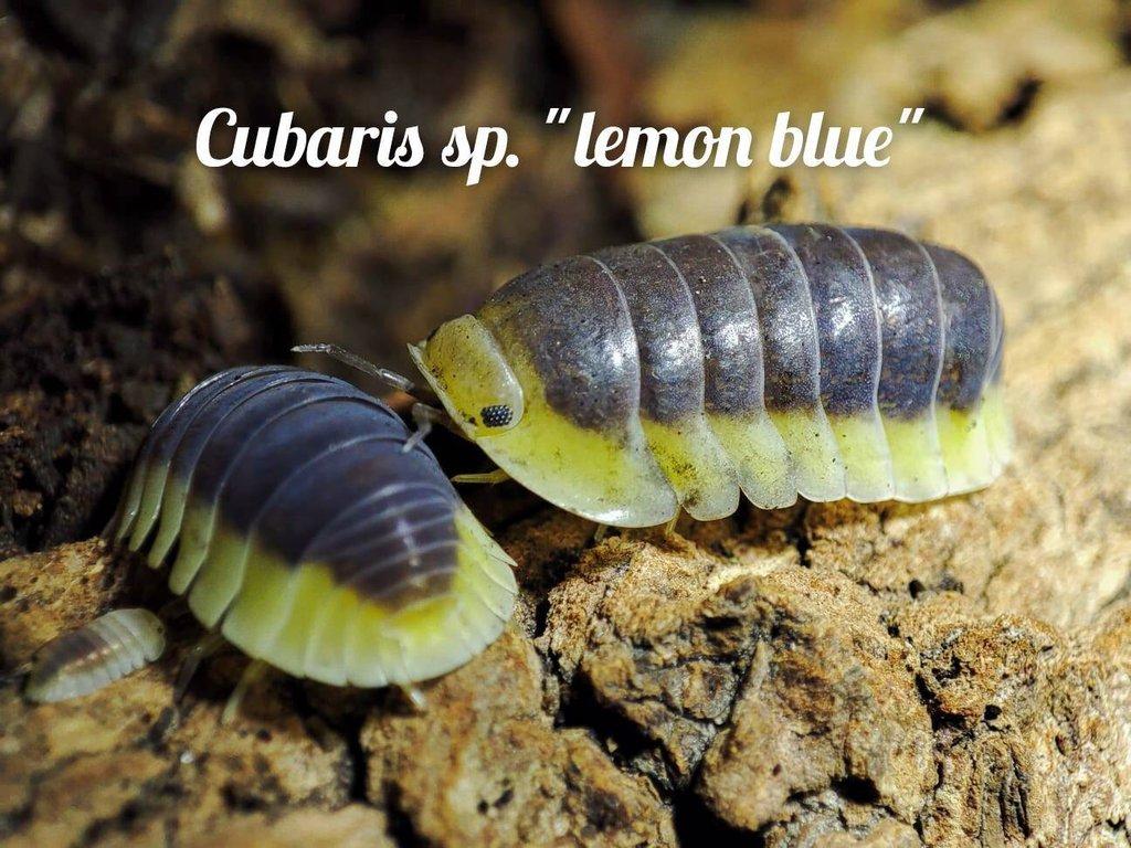 Obrovská sbírka isopod
