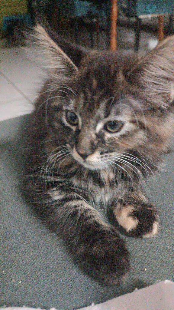 Mainská mývalí koťátka