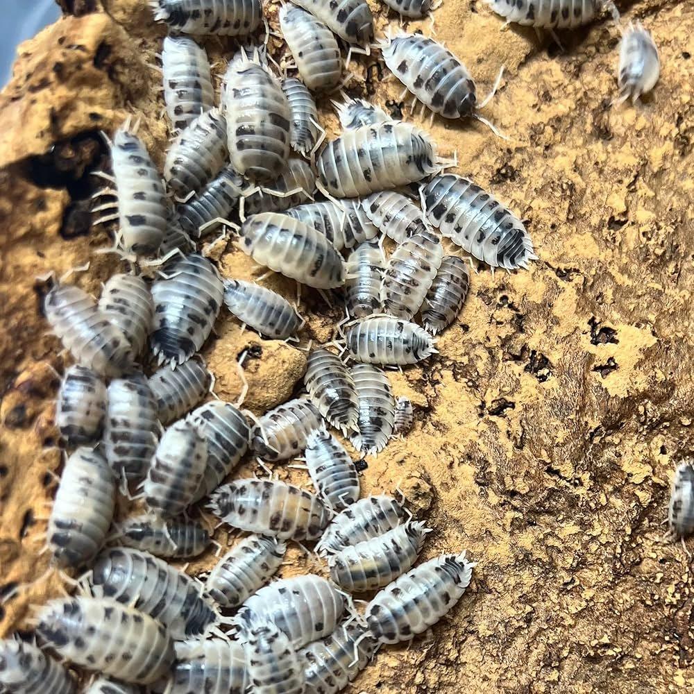 Porcellio laevis "Dairy Cow"