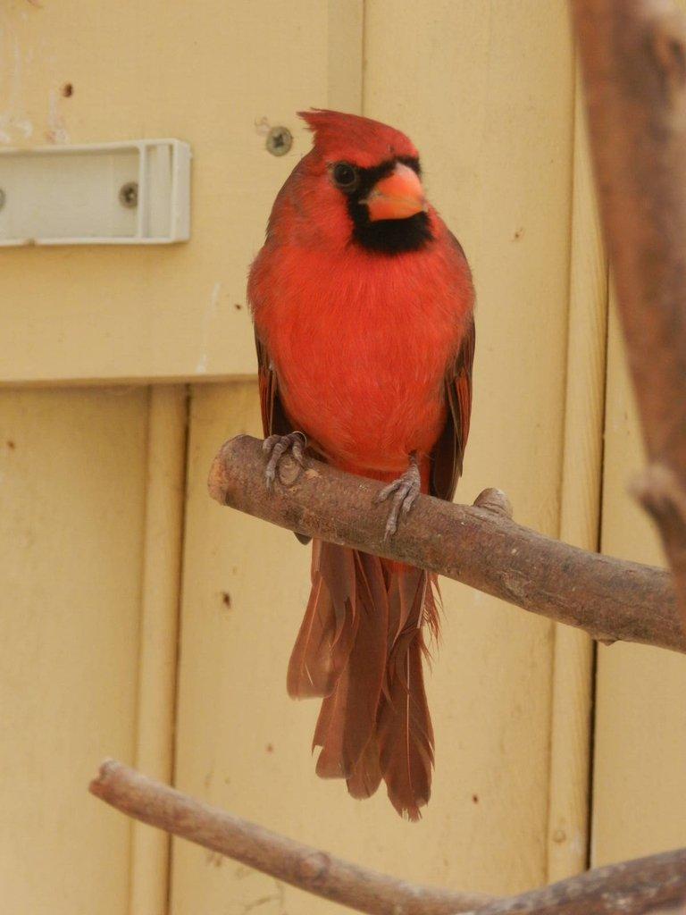 Kardinál červený - samec