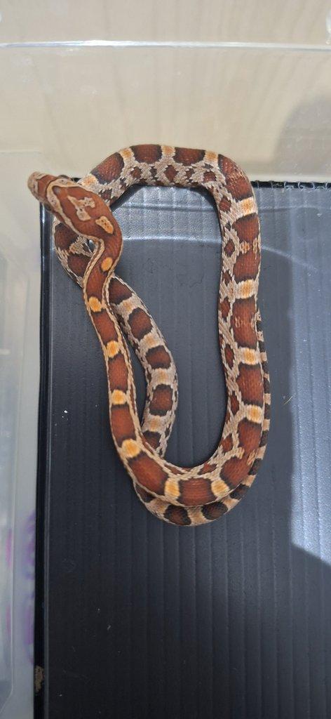 Ponúkam nasledovne druhy: