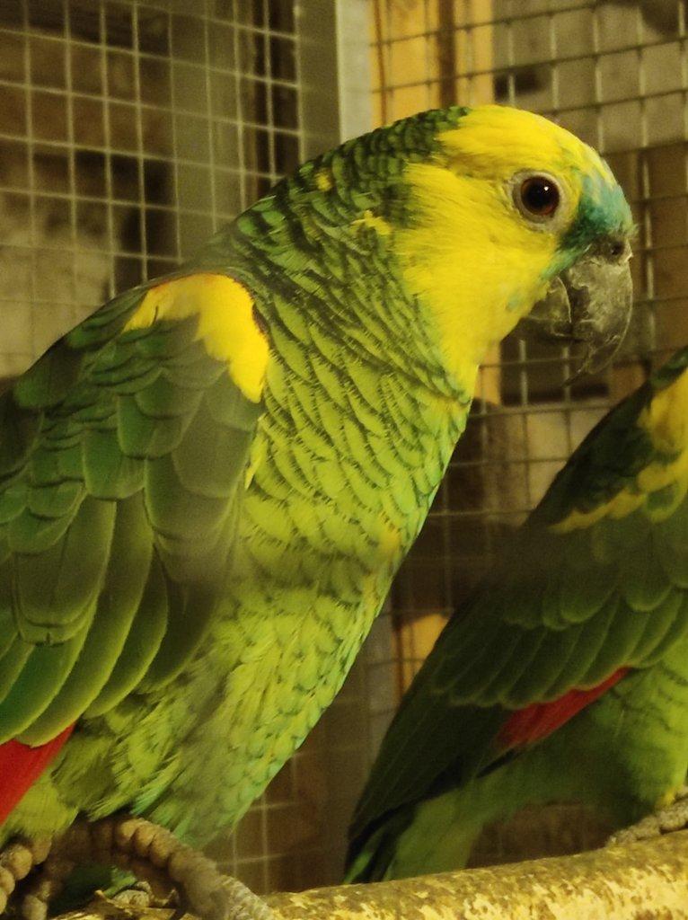 Amazoňan modročelý