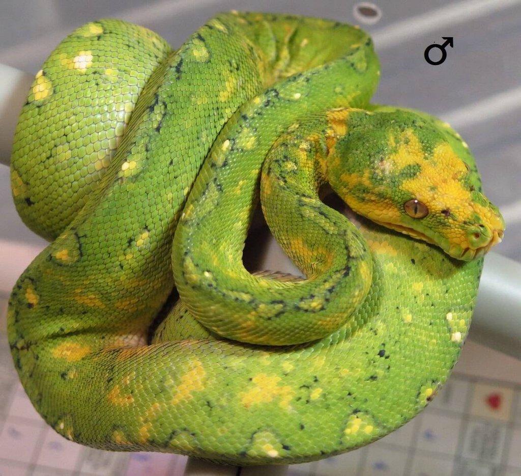 Morelia viridis Biak