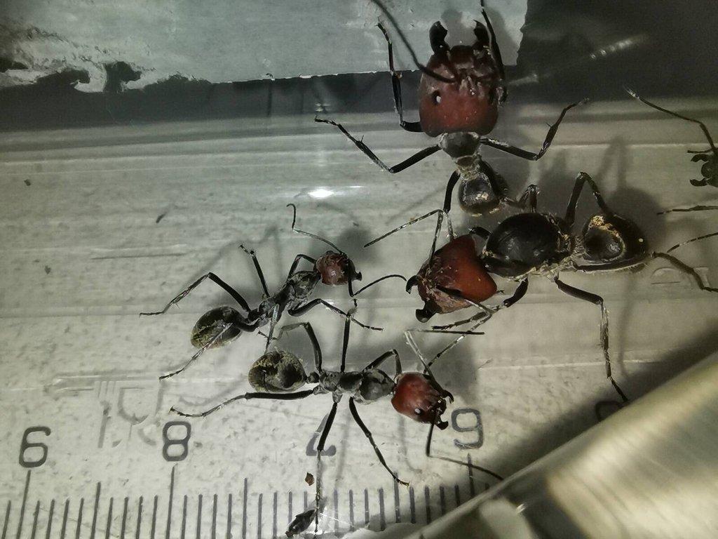 Asijské mravenčí královny a kolonie, mladé královny Camponotus nicobarensis