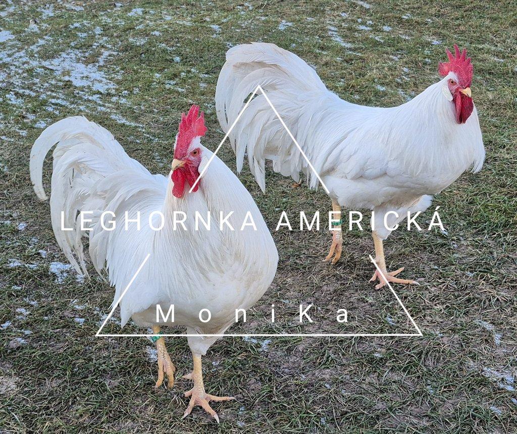 Násadová vajíčka leghornka americká bílá