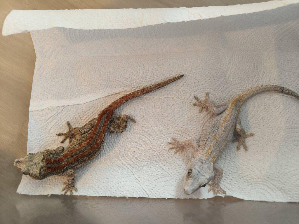 Rhacodactylus auriculatus