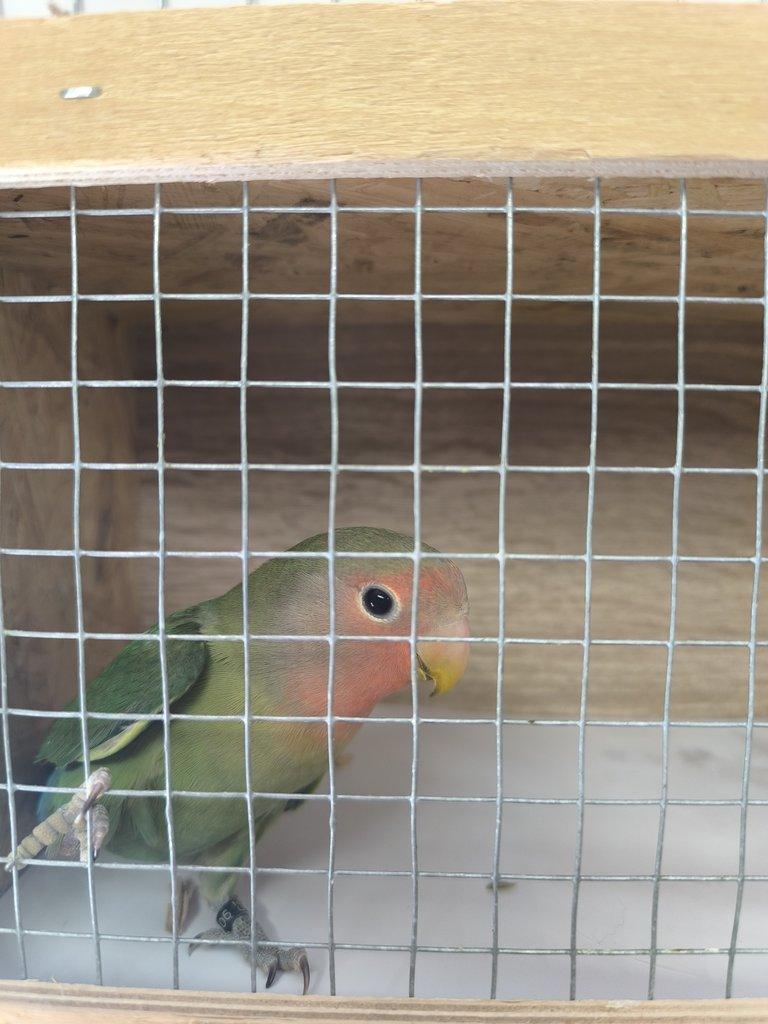 Agapornis Růžohrdlý