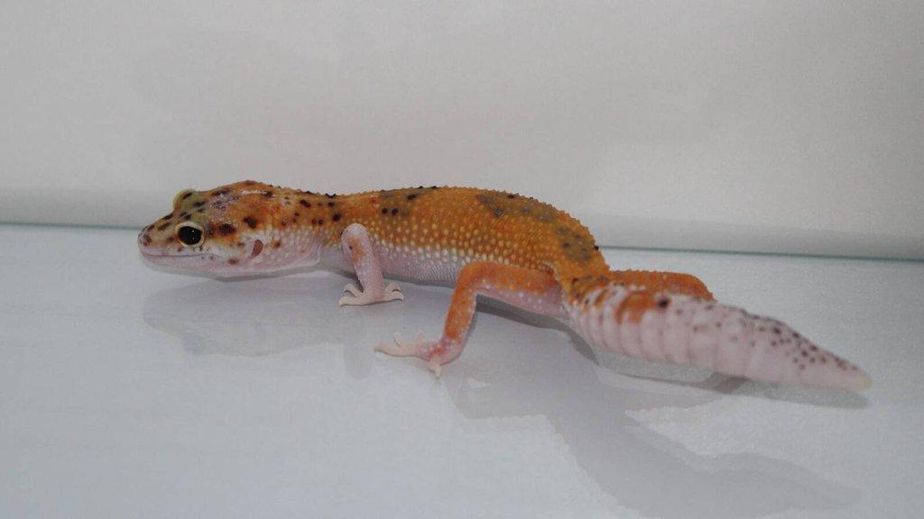 Gekončík noční (Eublepharis macularius)