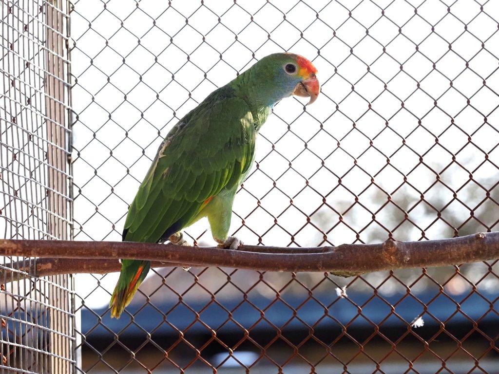 Prodám Amazoňan rudooký