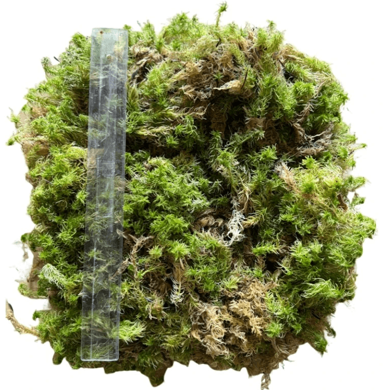 Rašeliník živý TOP kvalita 30cm-30cm