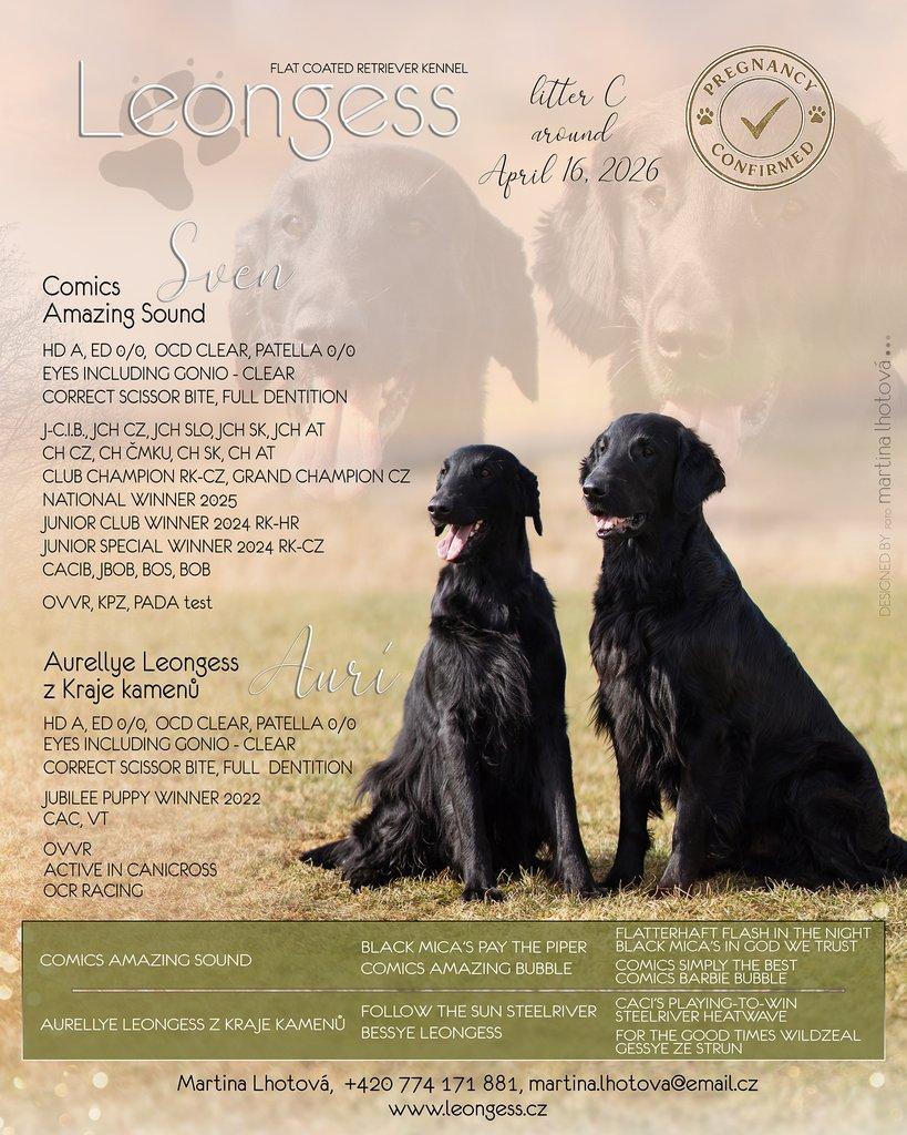 Flat coated retriever - štěňátka s PP