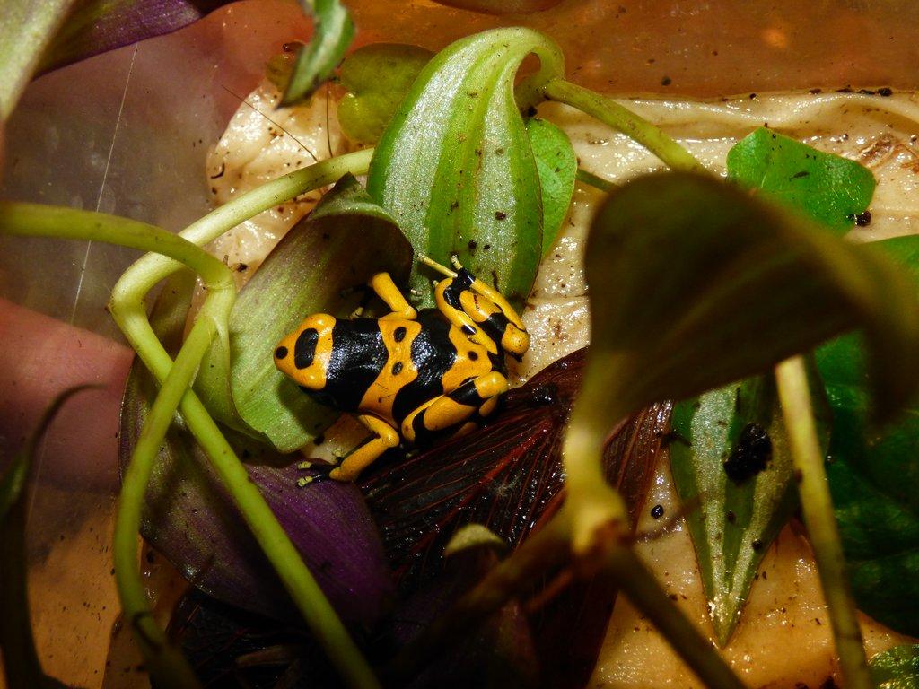 Pralesnička harlekýn (Dendrobates leucomelas)