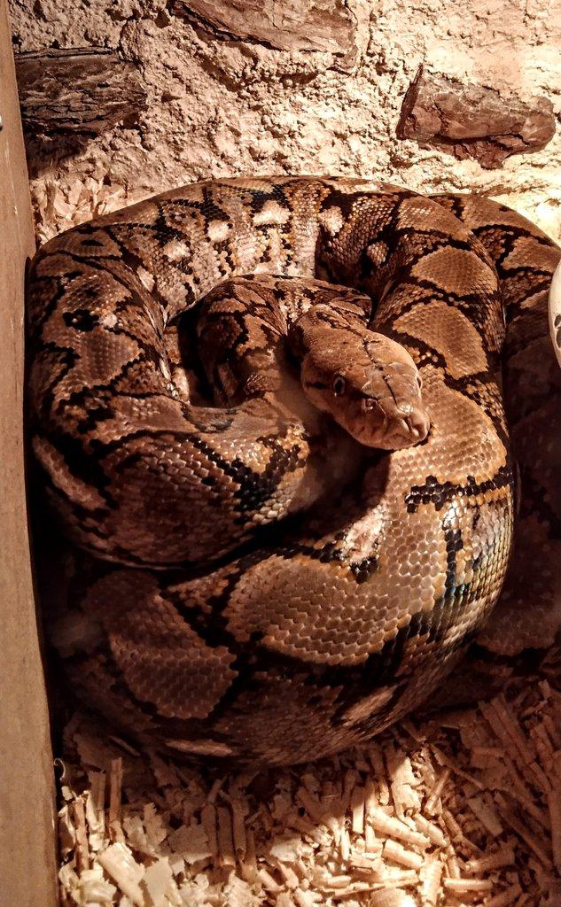 malayopython reticulatus SD