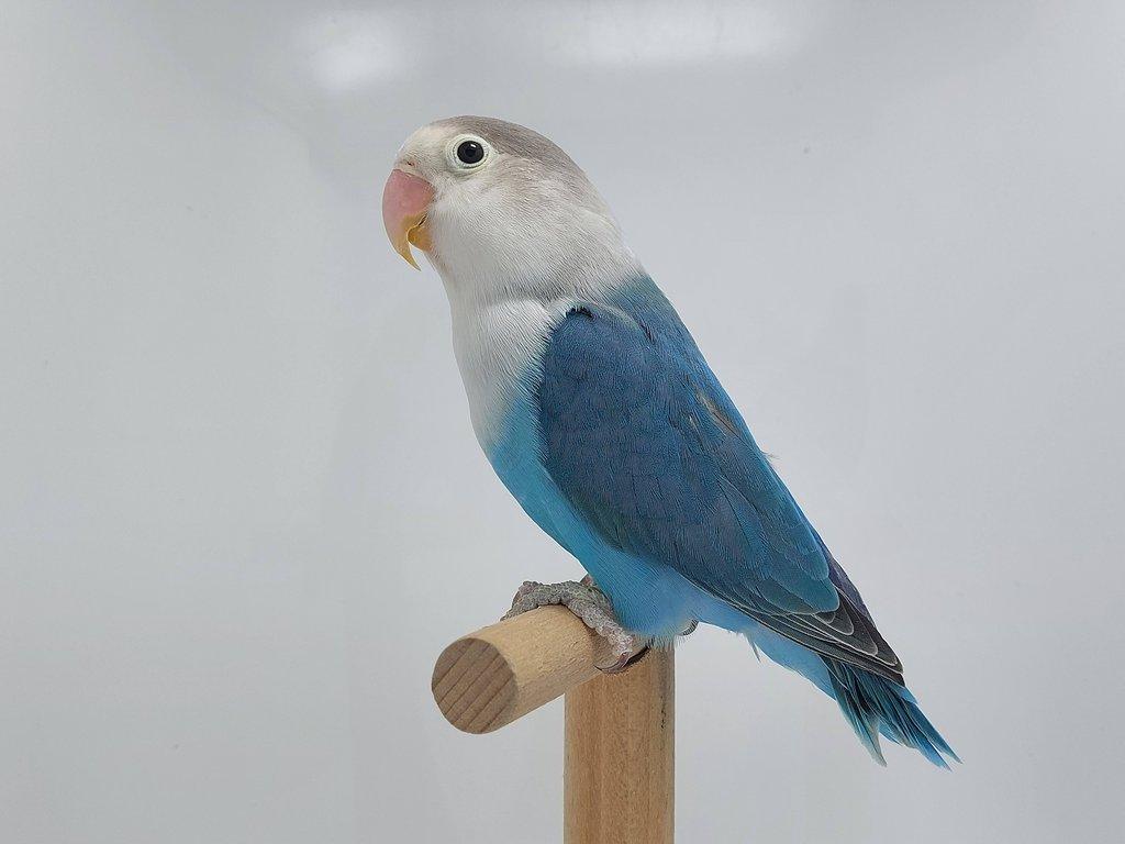 Agapornis fischeri