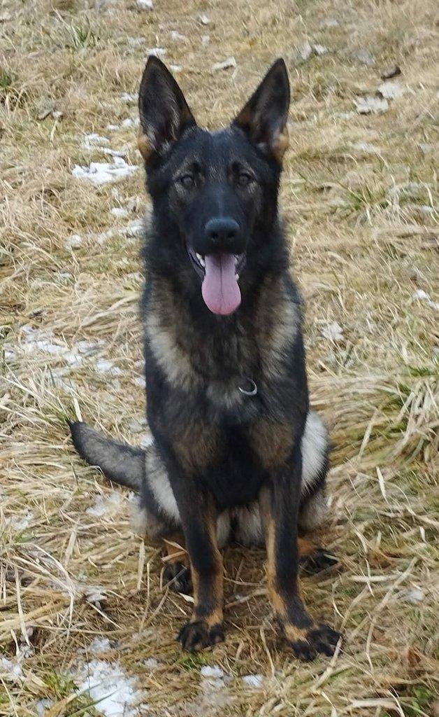 Německý ovčák fenka 7,5 měsíce.