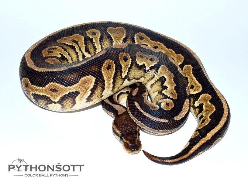 POSLEDNÍ LOŇSKÁ MLÁĎATA KRAJTY KRÁLOVSKÉ ( Python regius)