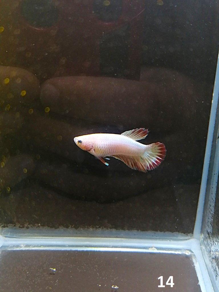 Betta Splendens - Samci