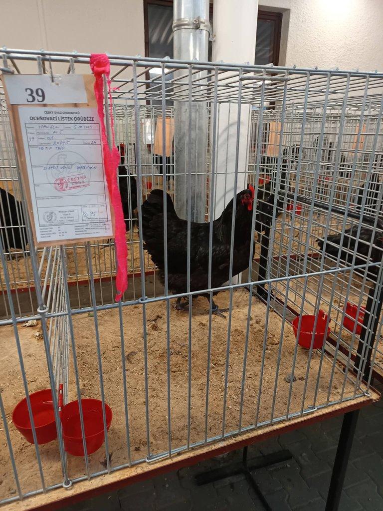 Násadová vejce Australky velké černé a modré s lemy