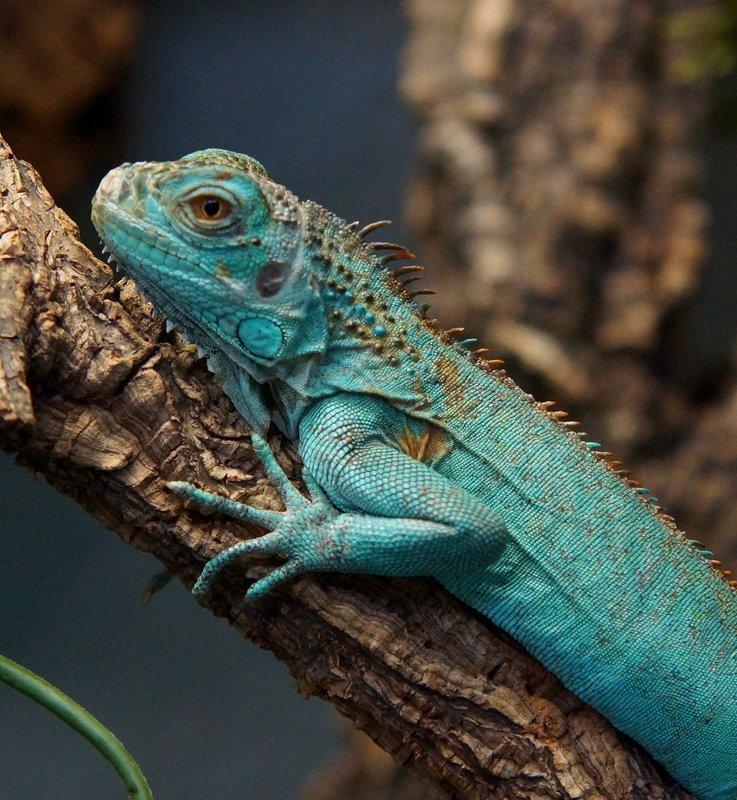 Sháním leguána zeleného v modré formě