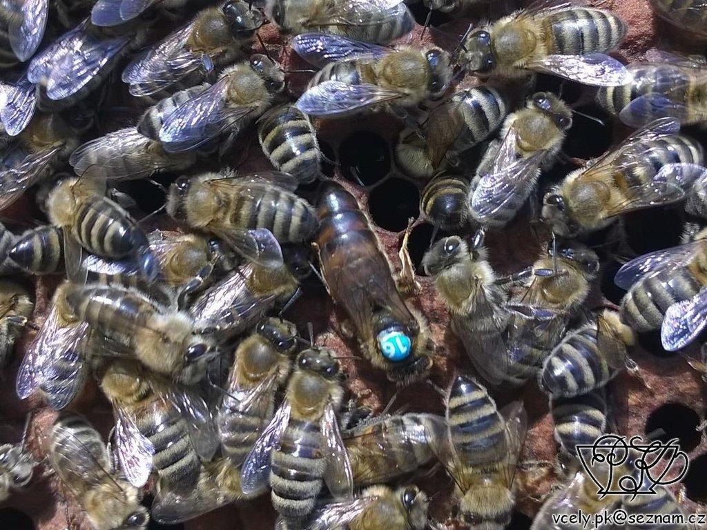 Vyzimovaná včelstva.