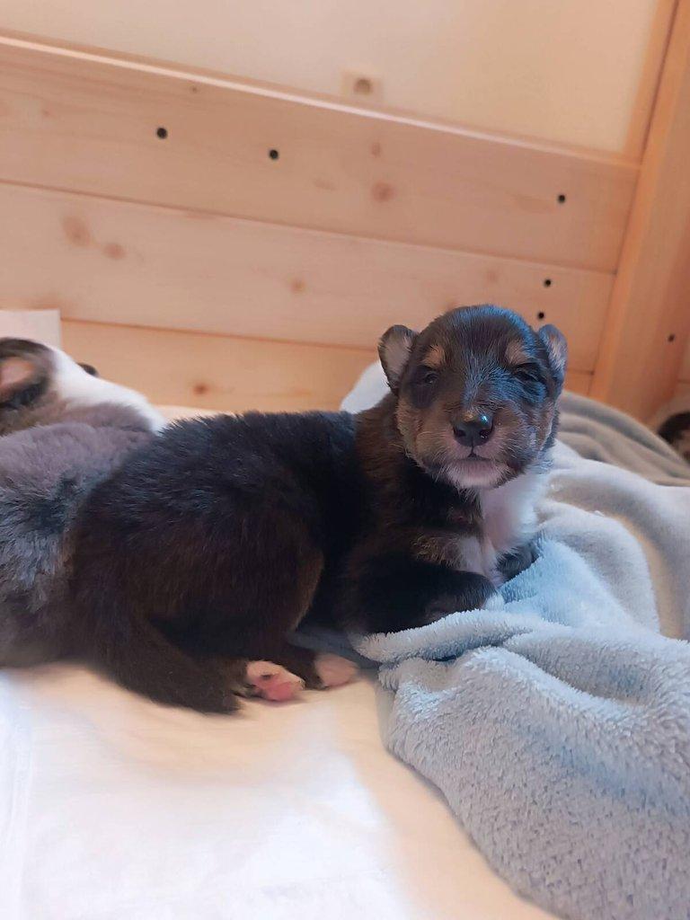 Dlouhosrstá kolie