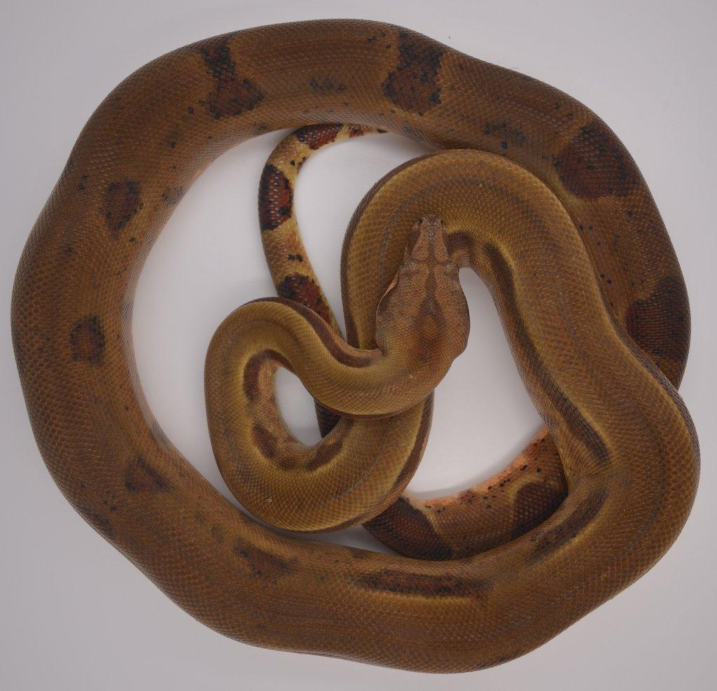 Hroznýš Královský (Boa imperator) Hypo 66% Leopard 50% Albino Sharp