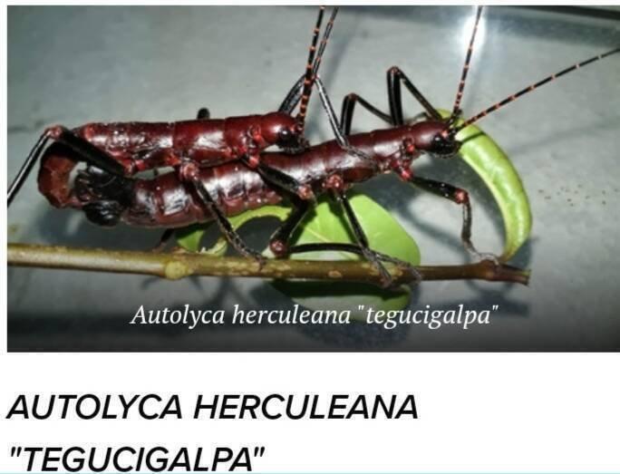 Strašilky a pakobylky