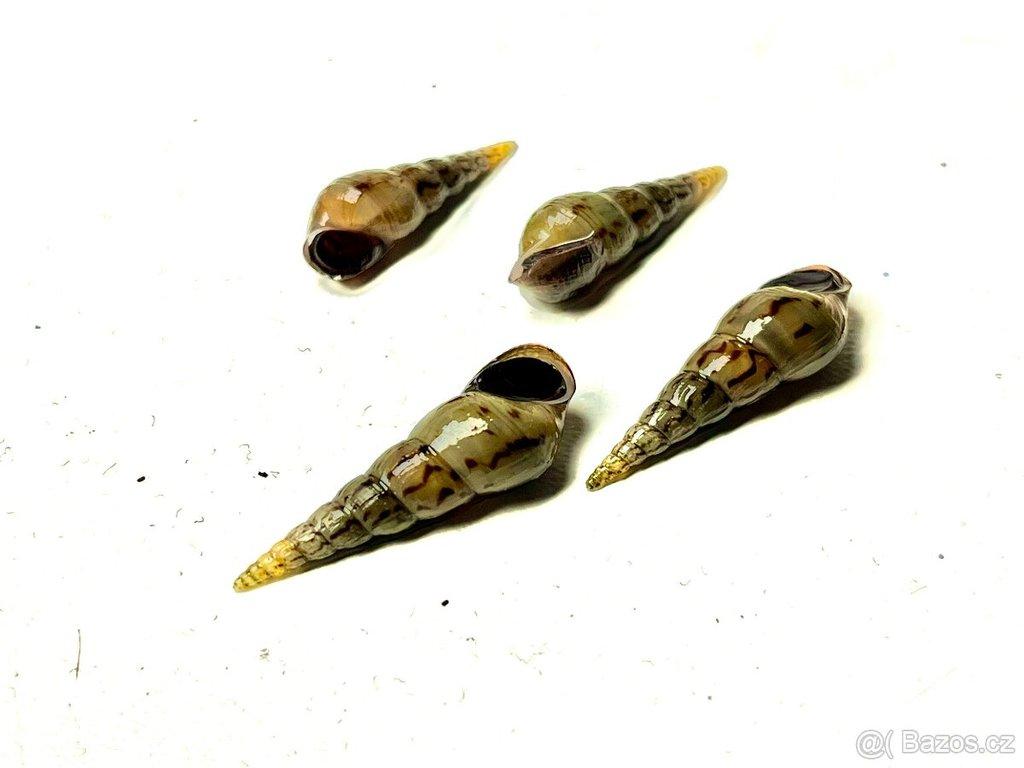 Piskořka Věžovitá - akvarijní šneček