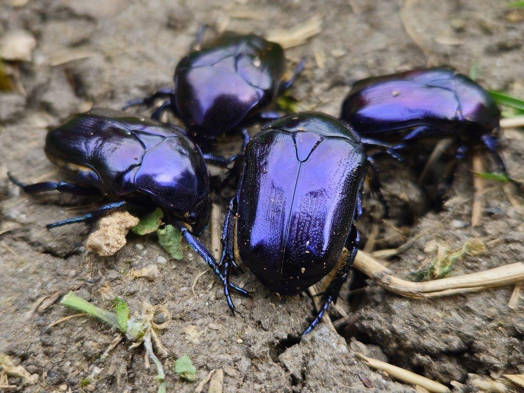 Protaetia mirifica