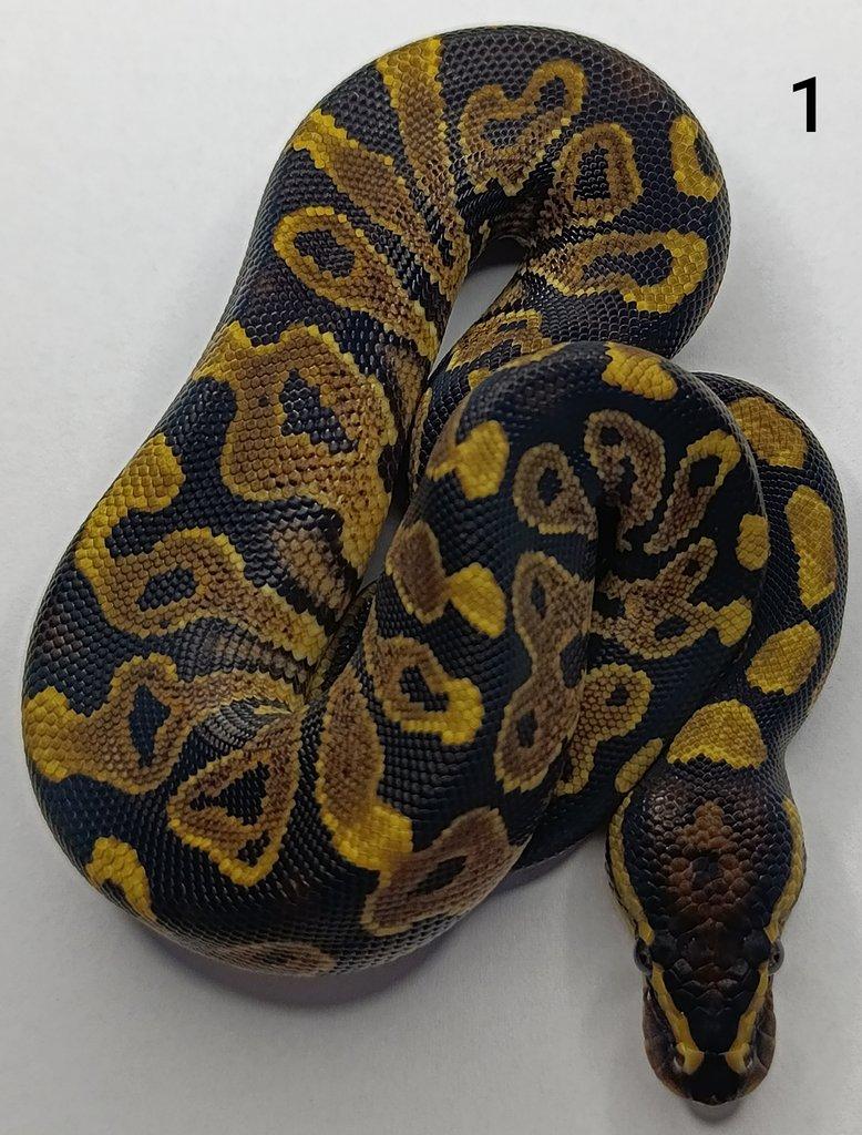 Krajta královská/ Python regius