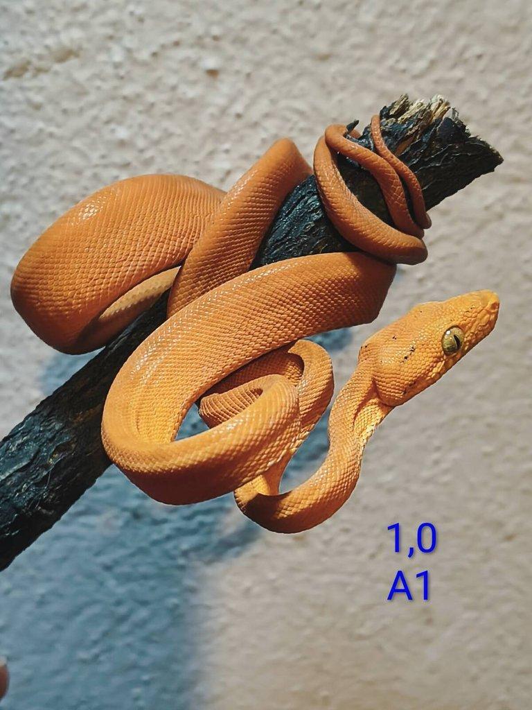 Corallus hortulanus