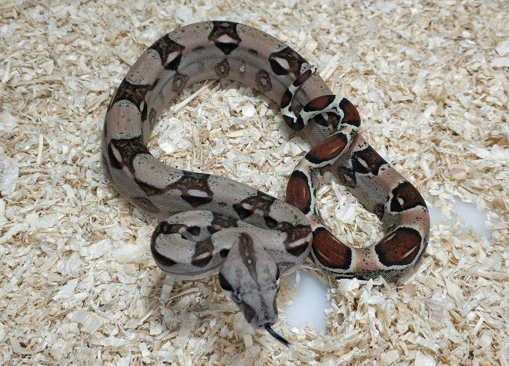 Boa imperator- Sharp Sunglow 66% het Sterling,Hypo Sterling