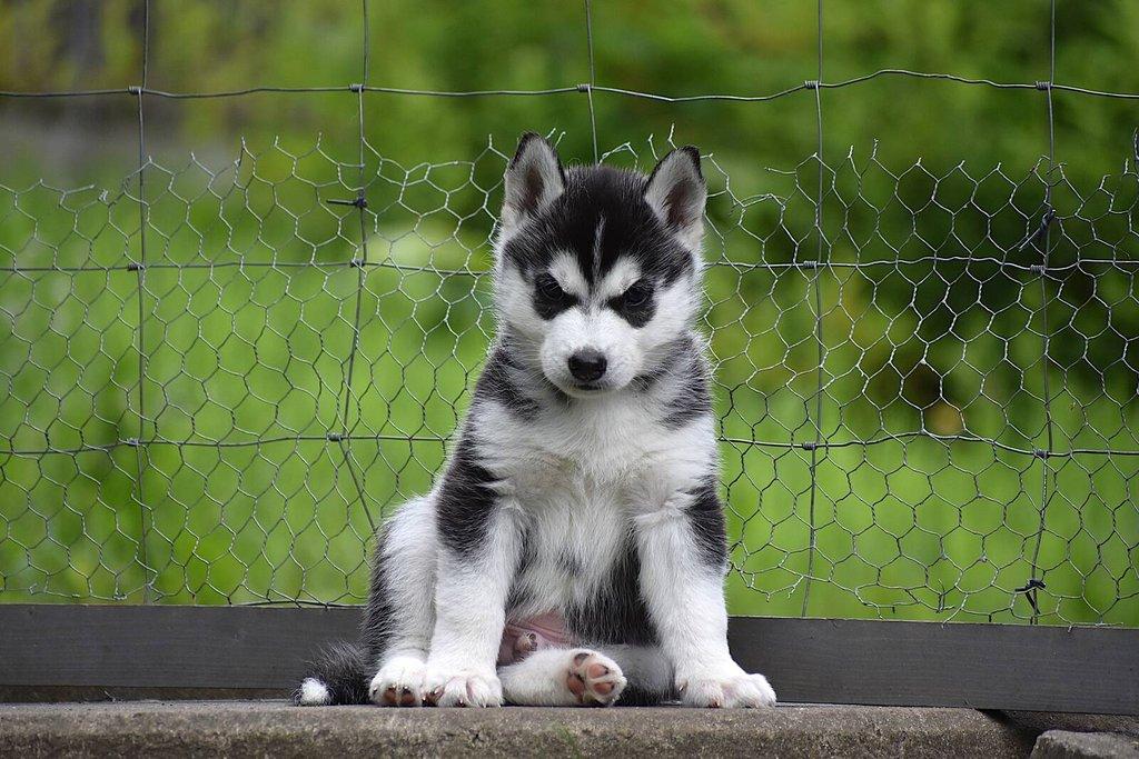 Sibiřský husky s PP - Štěně