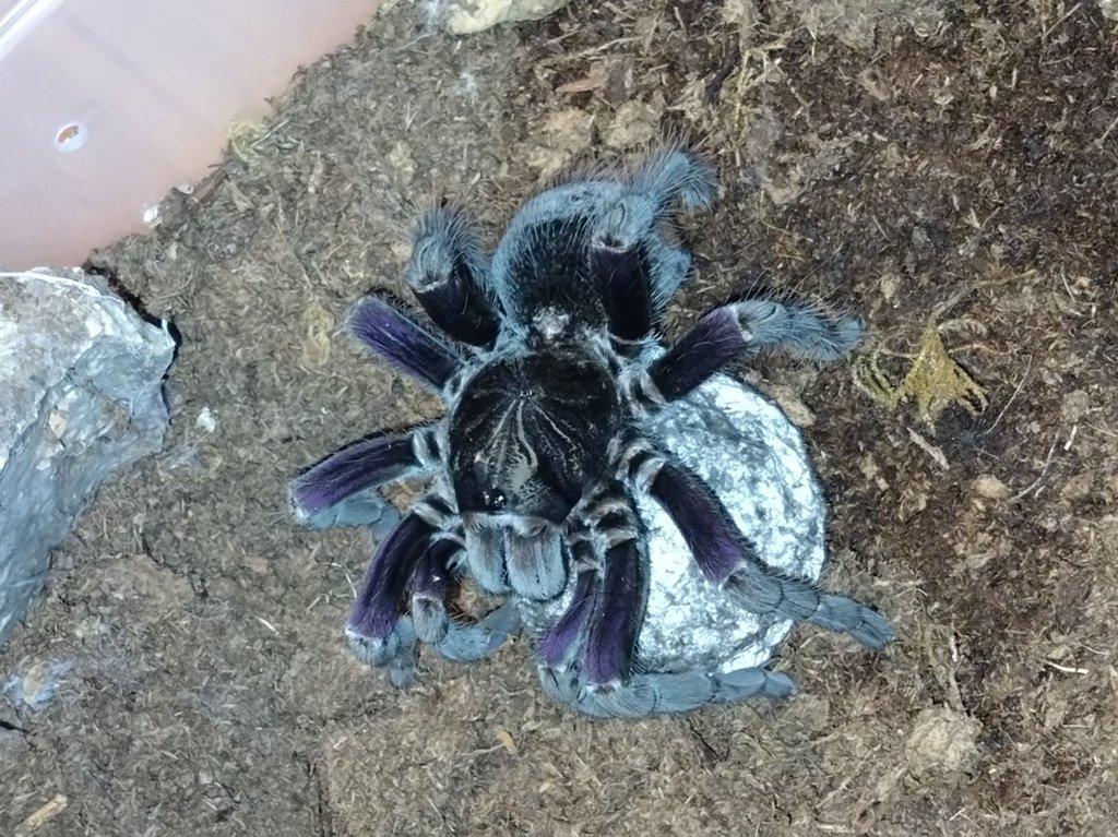 Pamphobeteus insignis (Colombia) Rarita