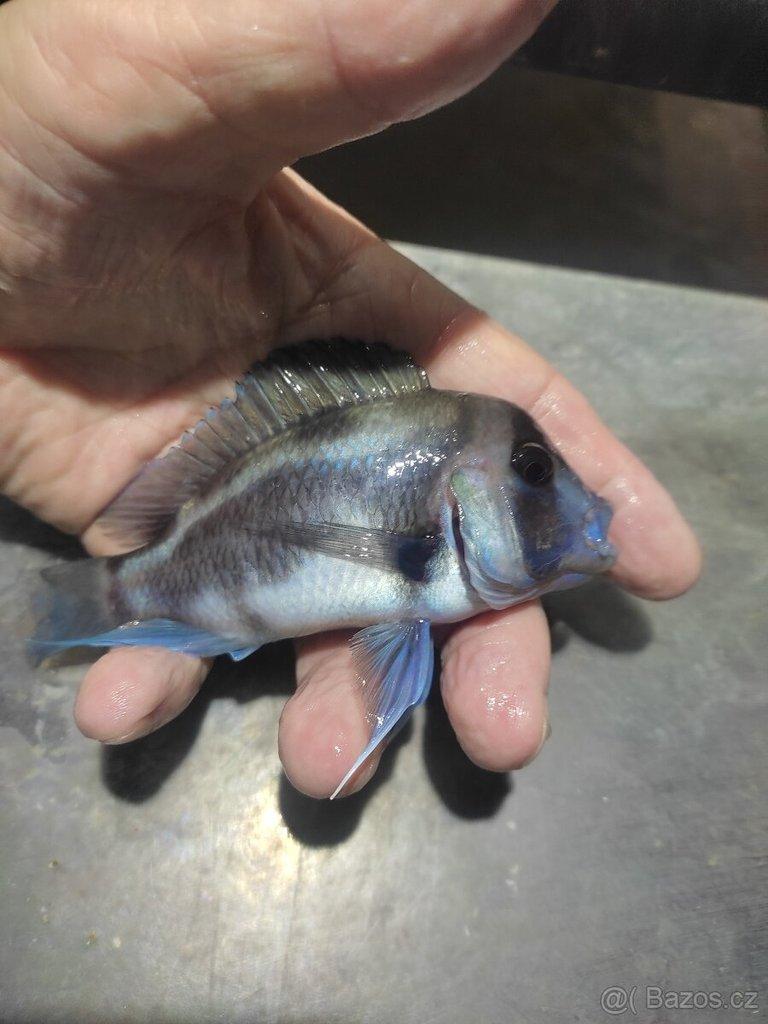 TLAMOVCI TANGANIKA MALAWI