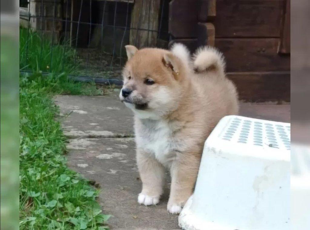 Prodám shiba inu s PP