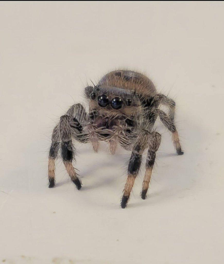 Phidippus regius "Ocala" - poslední kusy!!