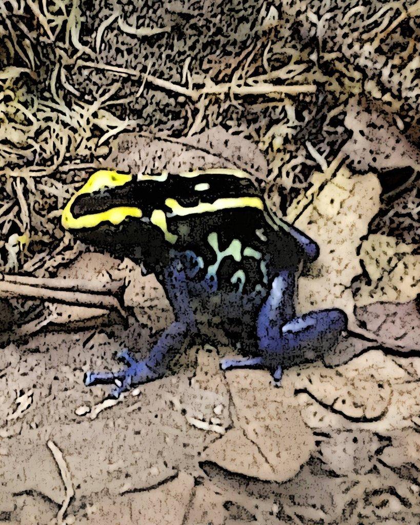 dendrobates fotky