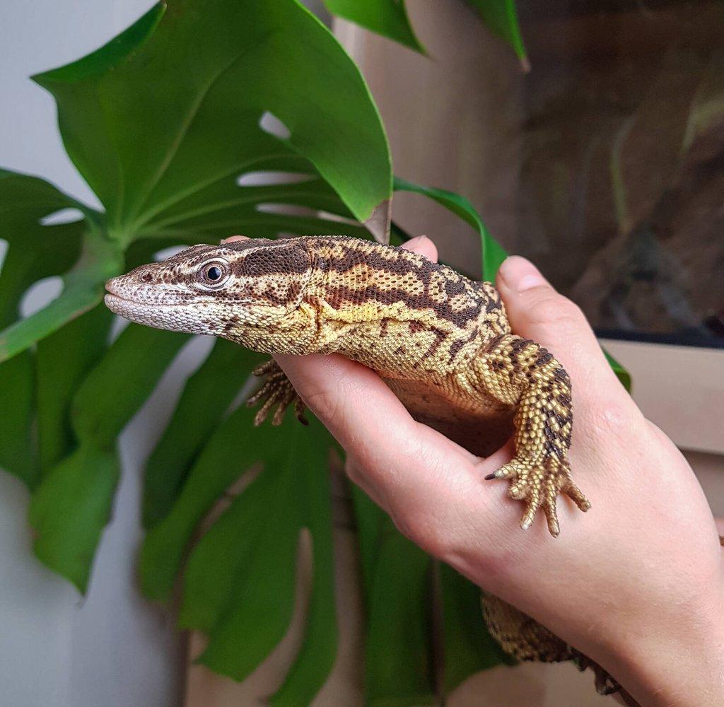 Chovný pár Varan ostnoocasý - Varanus acanthurus