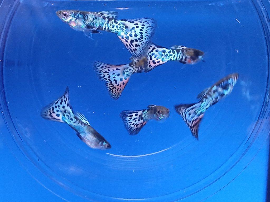 Paví očka- Gupky  - Poecilia reticulata