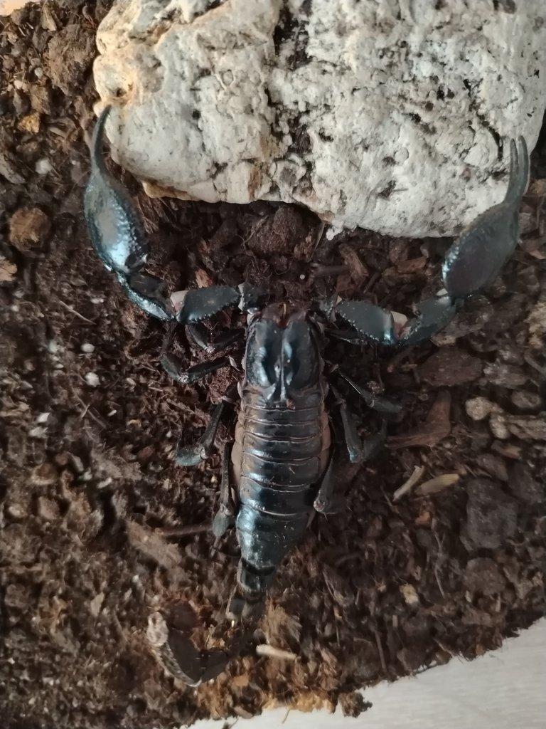 Heterometrus silenus