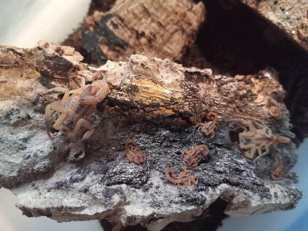 Tityus stigmurus + smithii