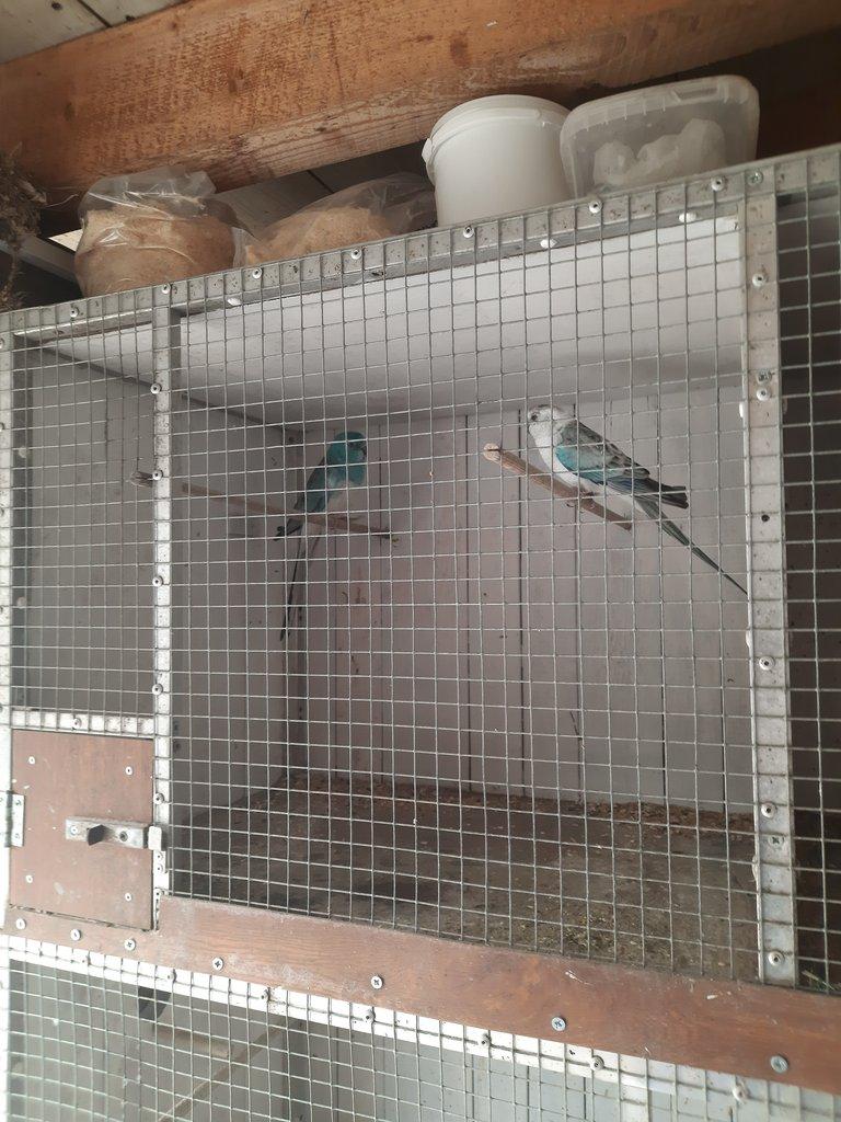 Papoušek  zpěvavý