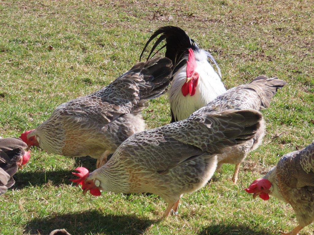 Vlaška stříbrně zbarvená