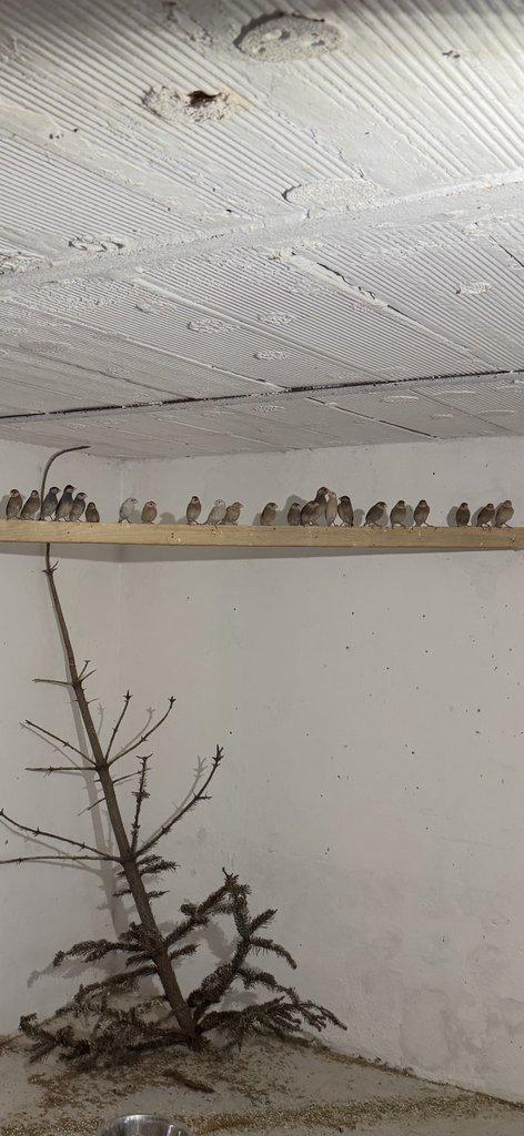 Prodám loňské rýžovníky