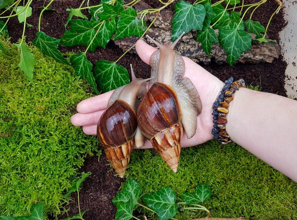 Africký šnek Lissachatina fulica Madagascar dark