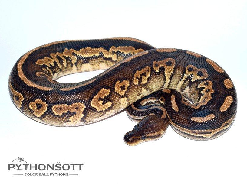 POSLEDNÍ LOŇSKÁ MLÁĎATA KRAJTY KRÁLOVSKÉ ( Python regius)