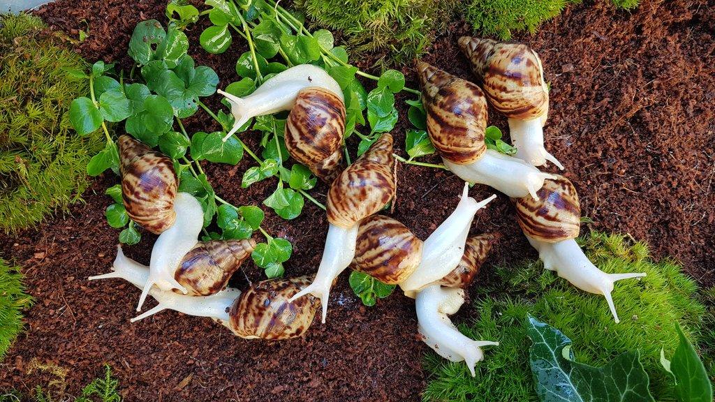 Afričtí šneci Lissachatina reticulata Albino body mláďata